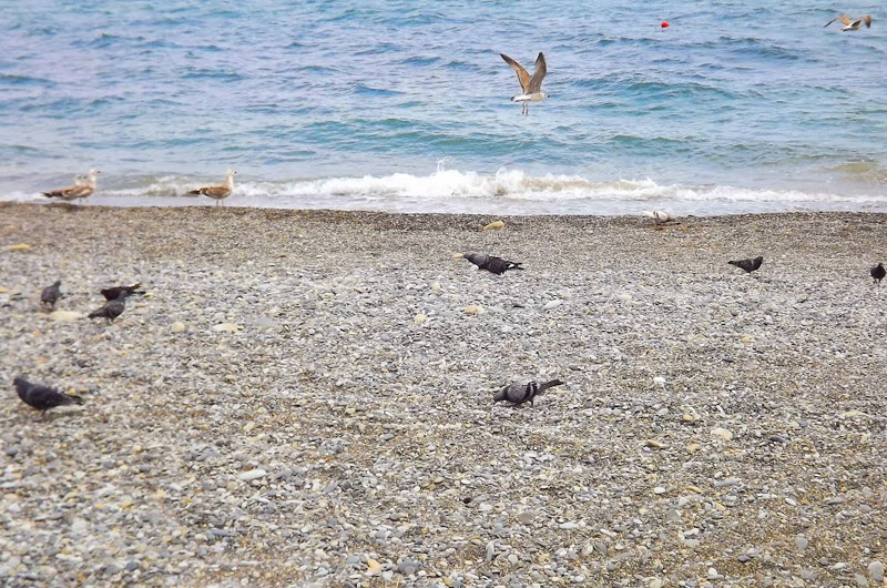 Пляж и море в Профессорском уголке